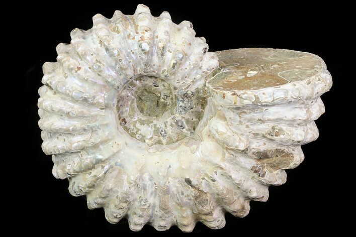 Bumpy Douvilleiceras Ammonite - Madagascar #79108